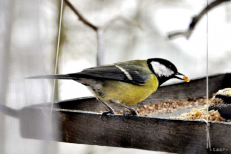 Milj__fugl_p__foderbr_t_450x300