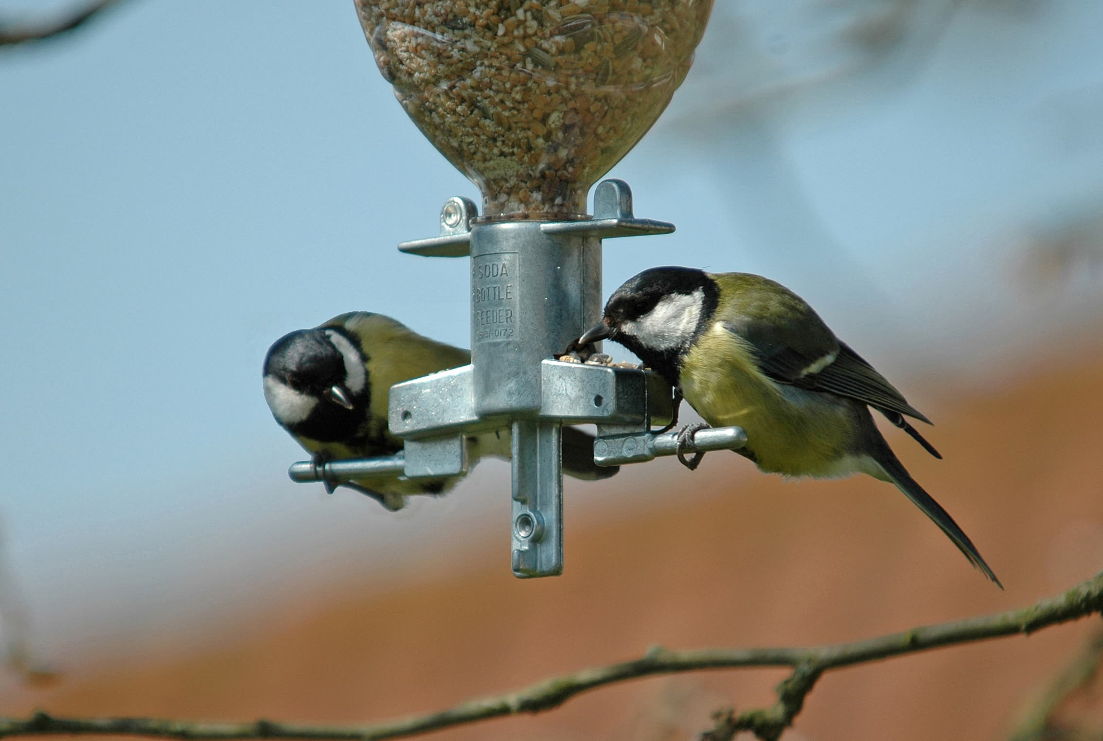 Foderautomat - Soda Bottle Bird Feeder