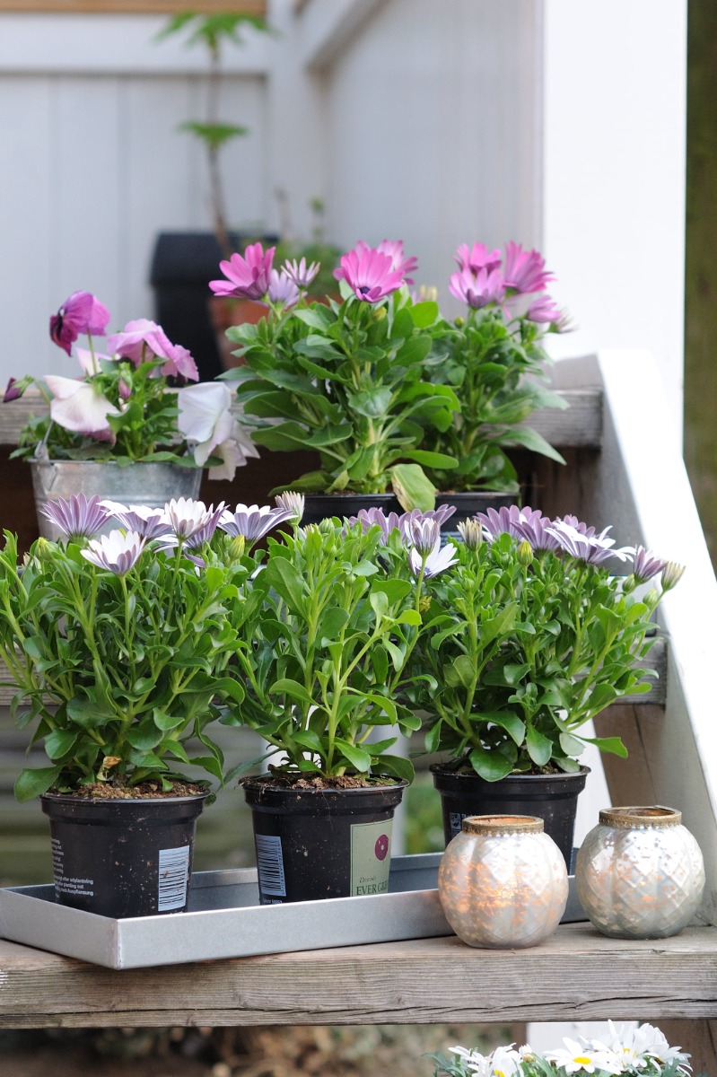 Zinkbakke 40 x 35 x 4 cm