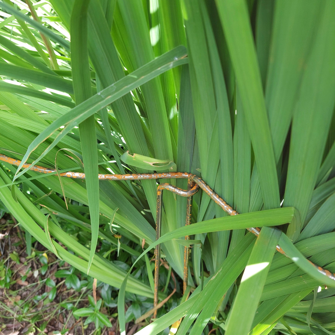 Koblingsbøjle stauder