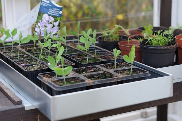 Zinkbakke  53,5 x 31,5 x 5,5 cm