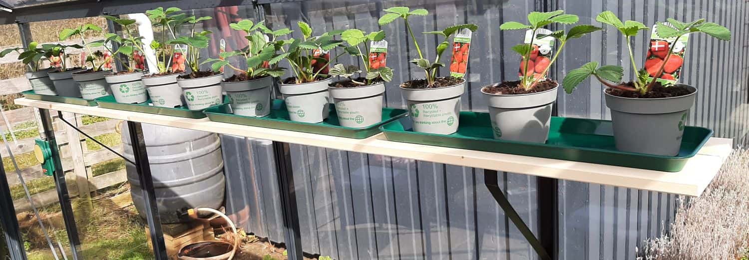 Grønne potte- og vandingsbakker-Mini 35 x 15 x 2