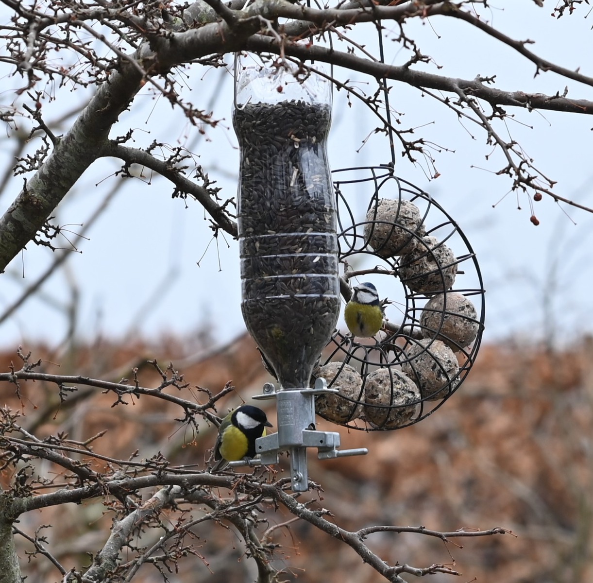 Foderautomat - Soda Bottle Bird Feeder