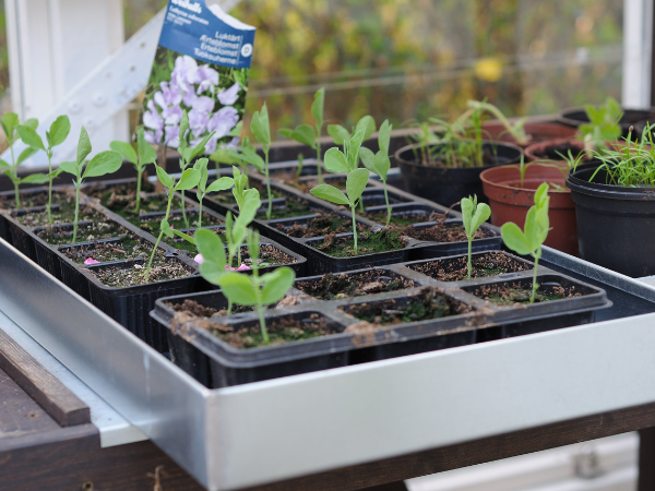 Zinkbakke til forspiring