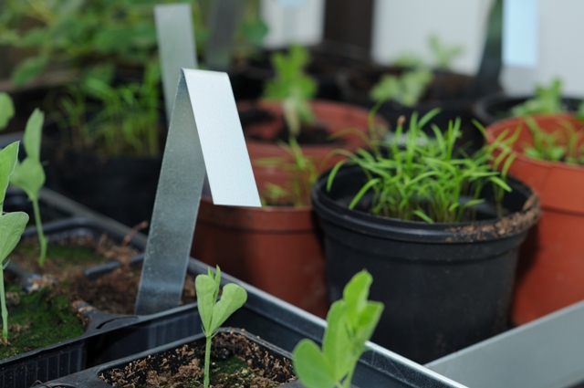 Planteskilt i L form - galvaniseret