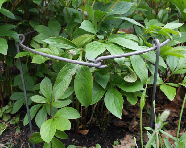 Staudeholder 10 stk. - 50 cm ben