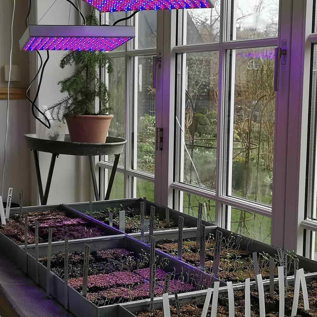 Zinkbakke 50 x 30 x 4 cm