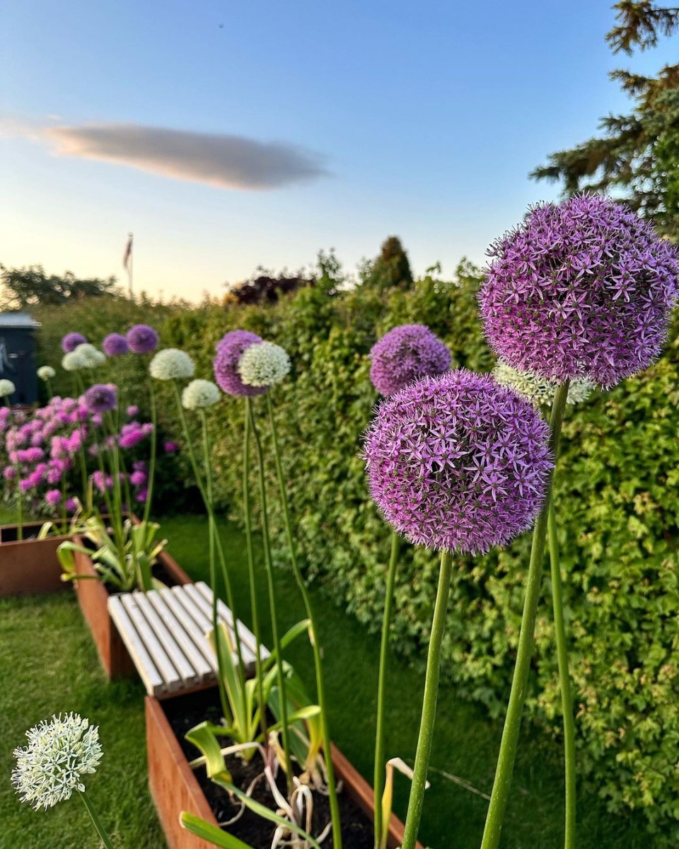 Højbedesæt | 4 corten højbede og bænk