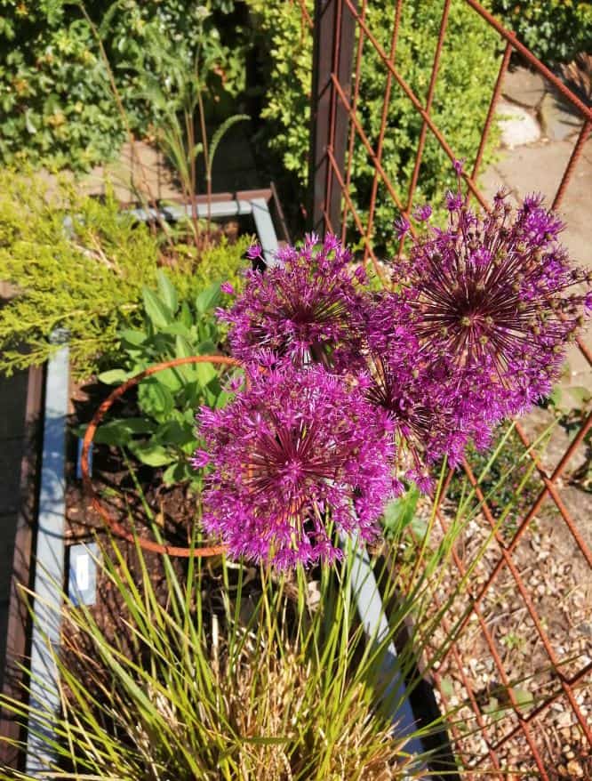 Staudeholder jern Ø20 1 spyd