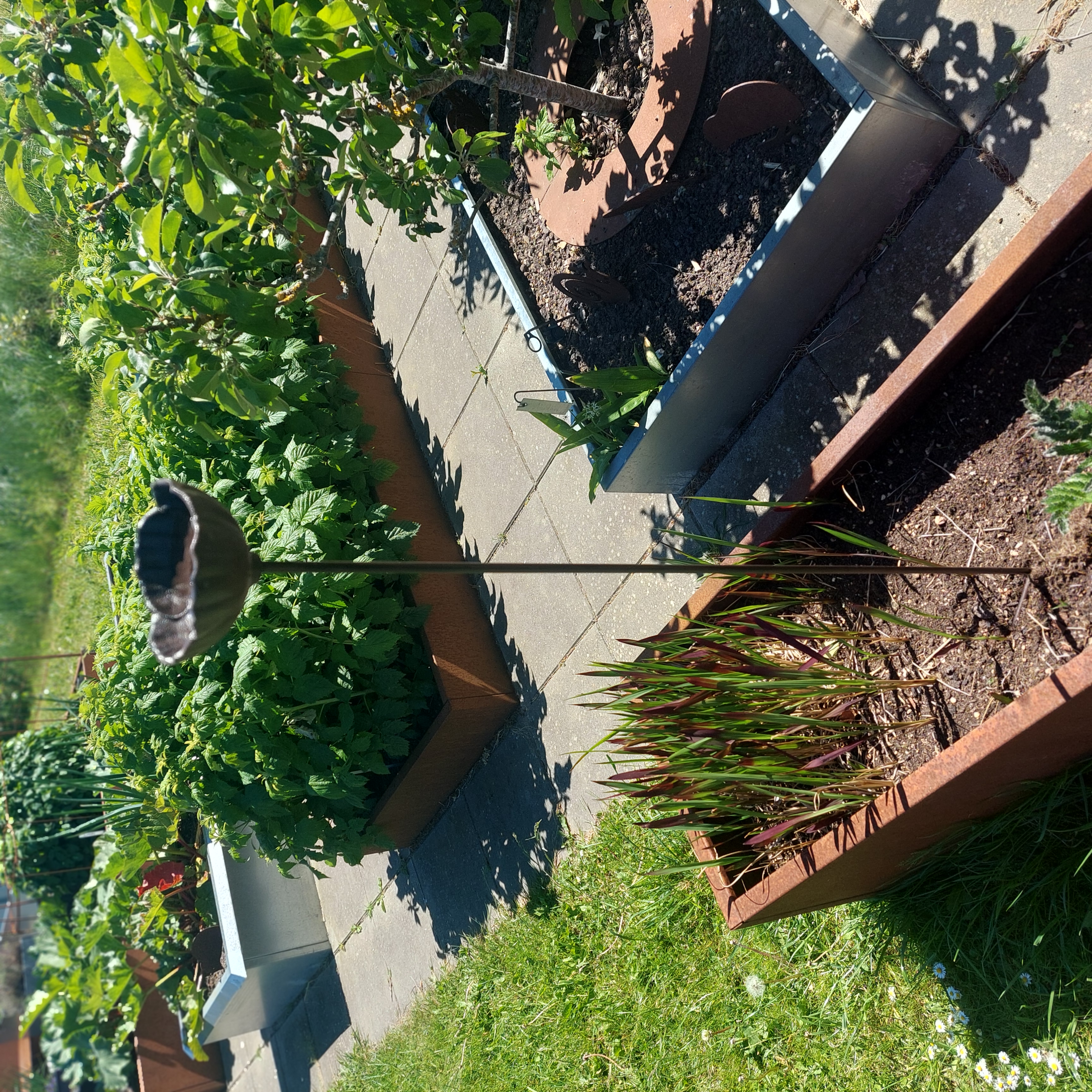 Dekoration Valmuekop