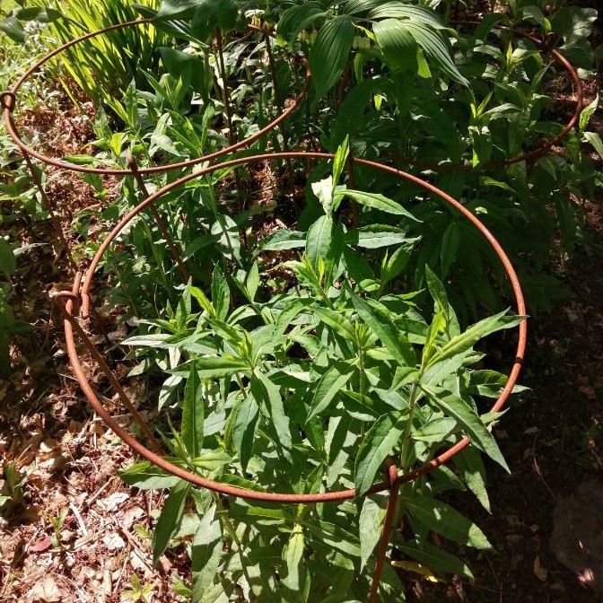 Staudeholder 10 stk. -100 cm ben