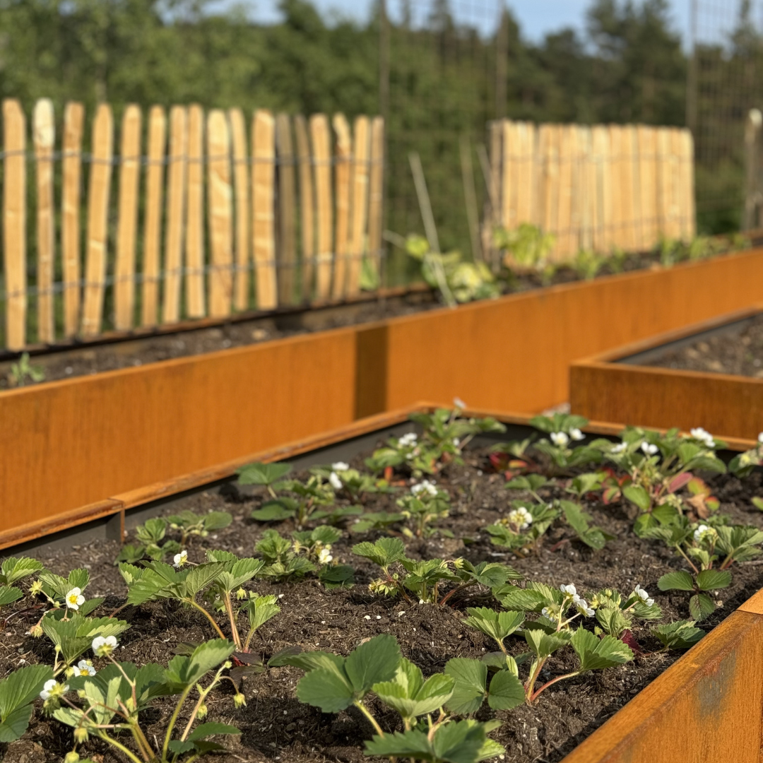 Højbed i cortenstål | B80 H40 | L40 cm