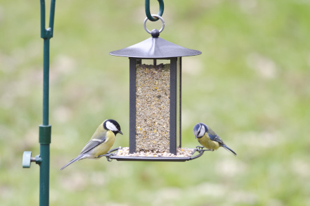 S_dan_passer_du_p_fuglene_om_vinteren_450x300