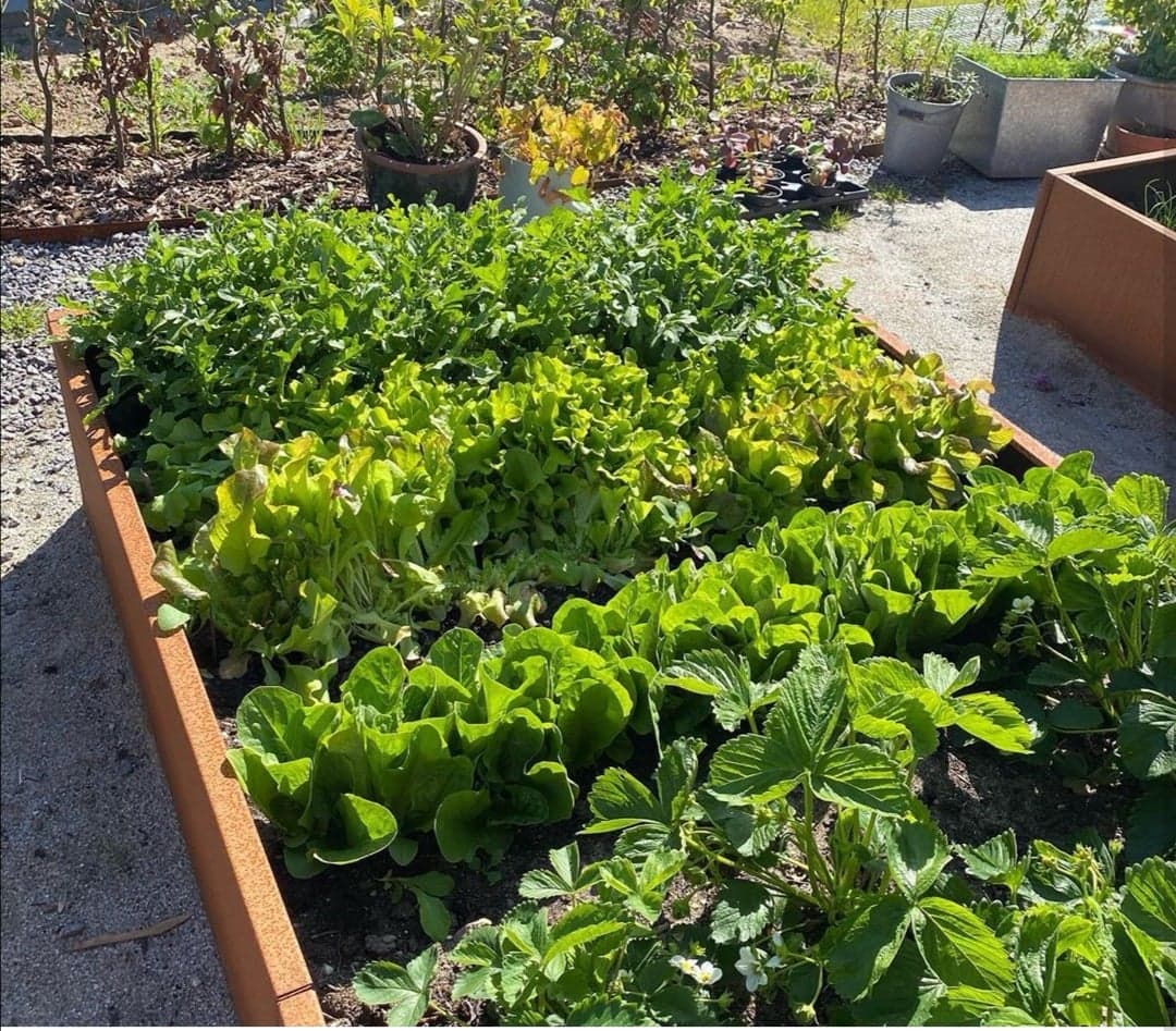 De 4 store højbede | Cortenstål