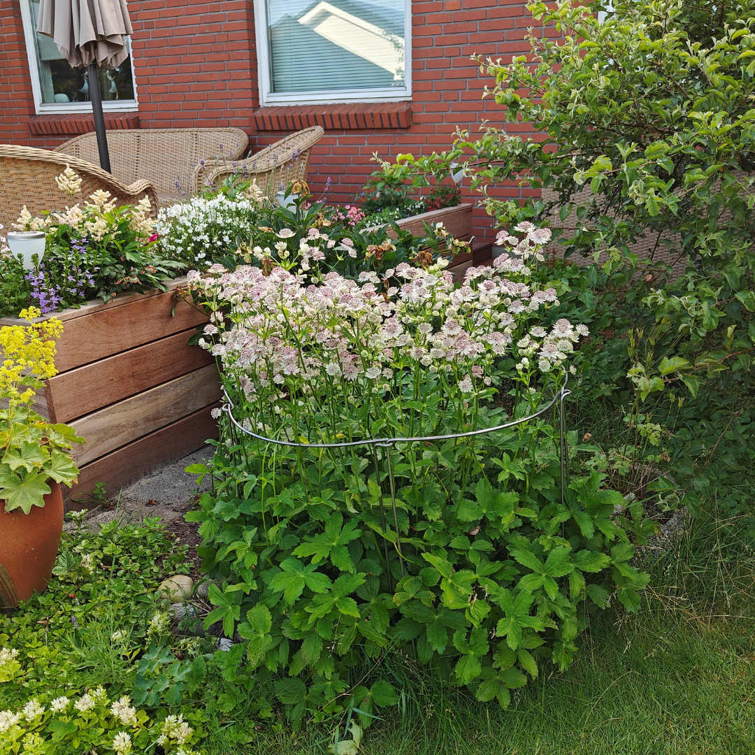 Koblingsbøjle stauder