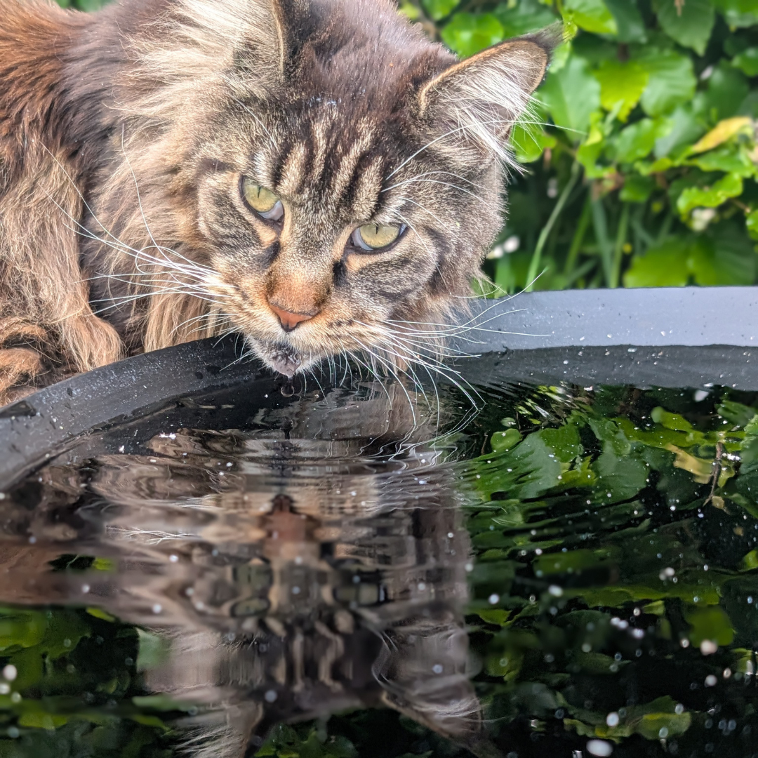 Sortlakeret spejlbassin med påsvejst fod
