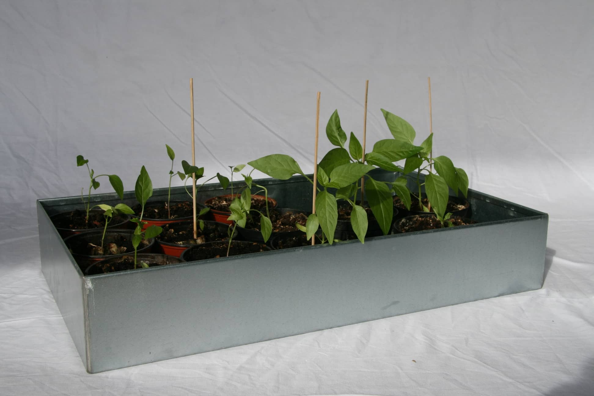 Zinkbakke 55 x 32 x 9,5 cm