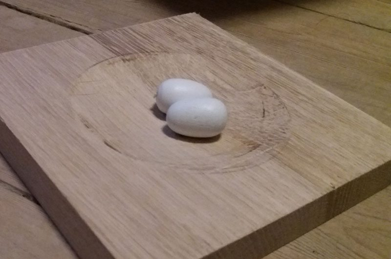 Mursejlerkasse i gran med redeskål