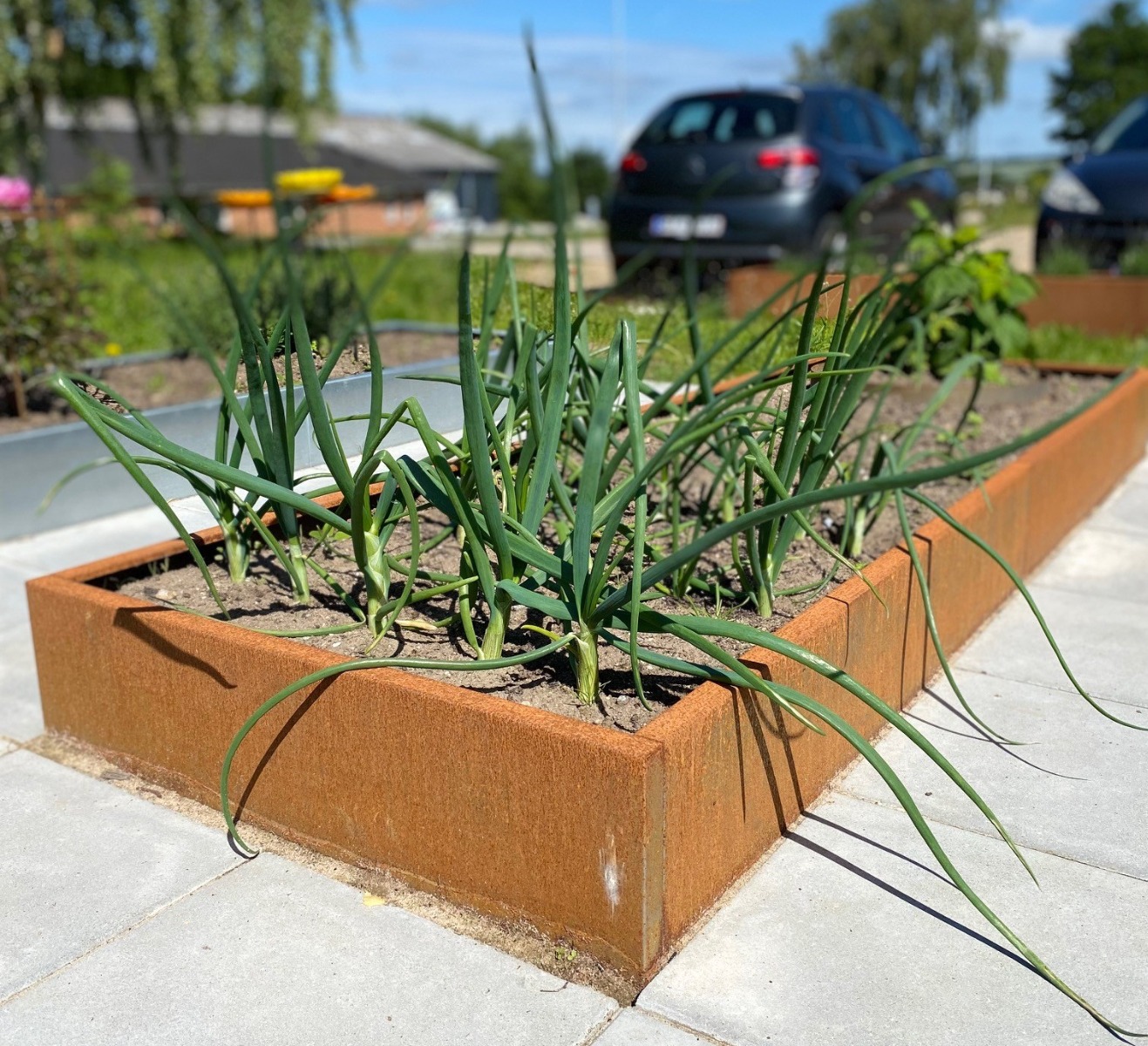 Højbed i jern | B80 H25 | Flere længder