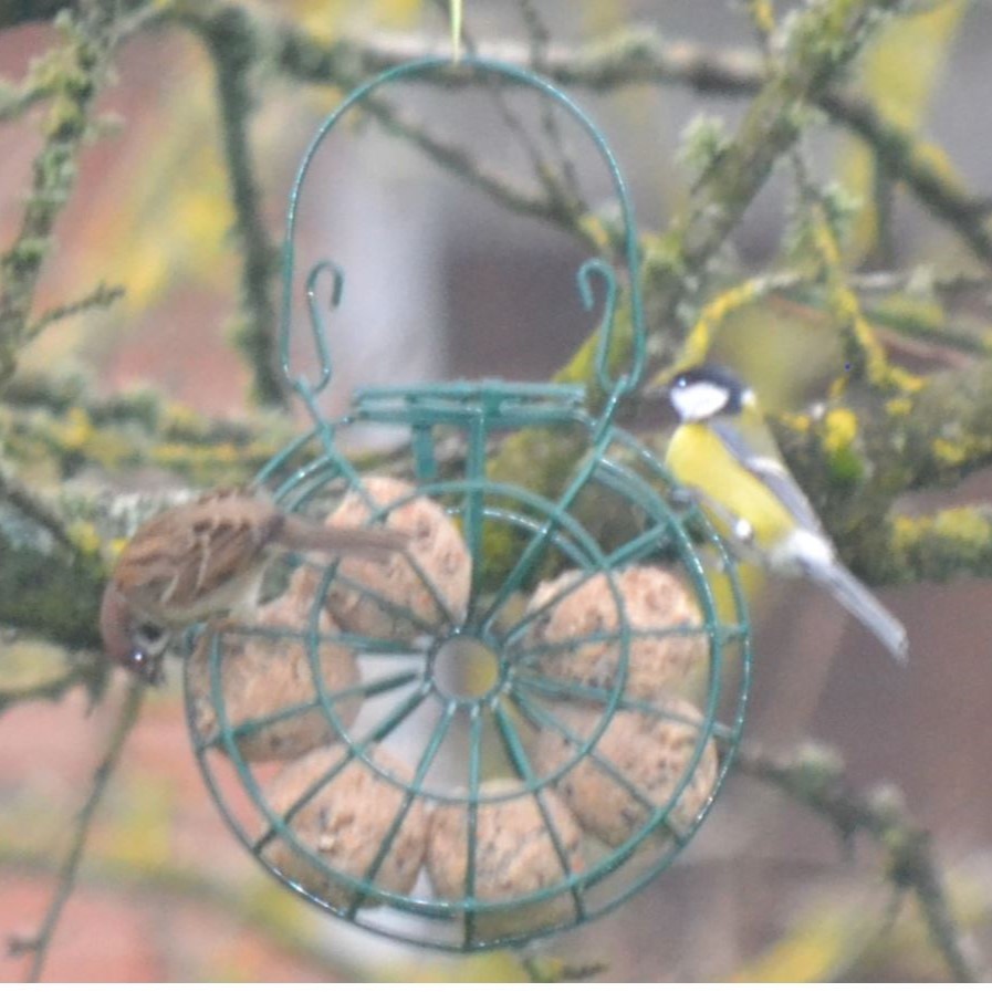 Foder ring til mejsekugler