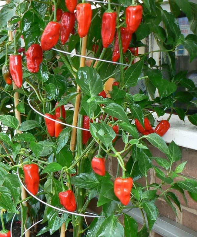 Twisters planteophæng 3 stk. 