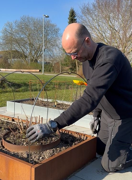 Buer til væksttunnel | 80 cm Bred