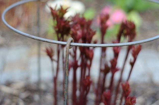 Staudeholder Ø60 cm, 6 mm jern