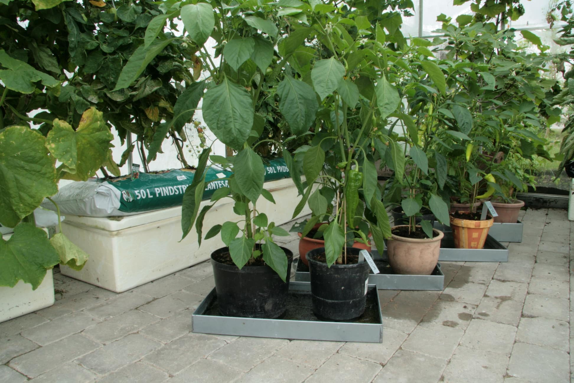 Zinkbakke  53,5 x 31,5 x 5,5 cm