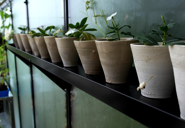 Drivhushylder Sort pulverlakerede  - flere varianter - højde 3 cm-90 x 15 cm