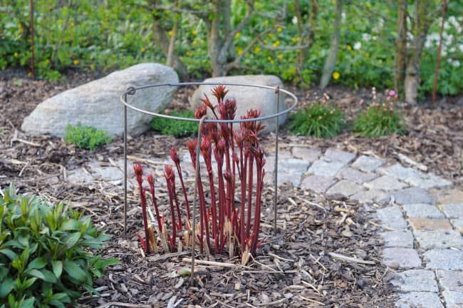 Staudeholder Ø60 cm, 6 mm jern