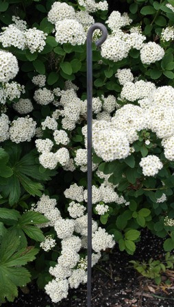 Ben til staudeholdere - 3 længder