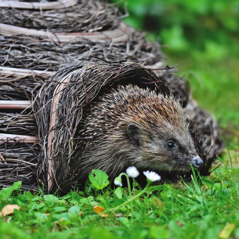 Pindsvinebo iglo natur