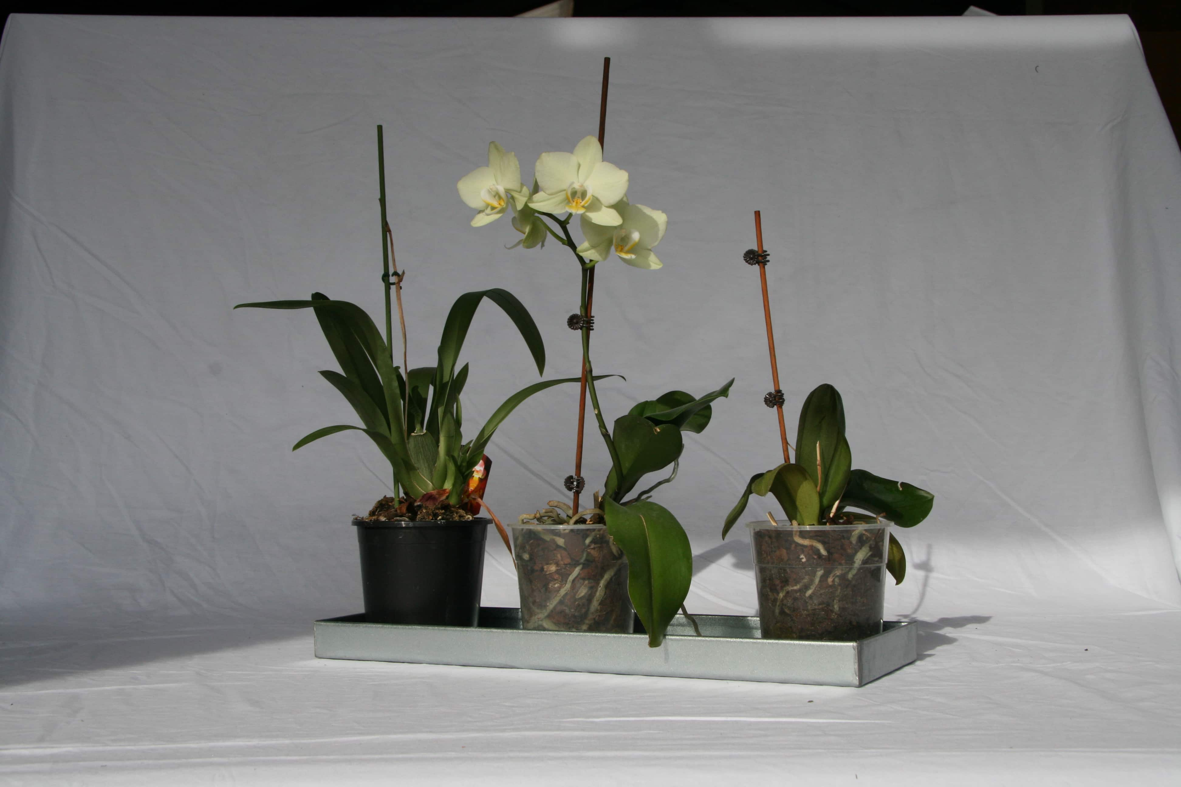 Dekorationsbakke / Zinkbakke 40 x 15 x 4 cm