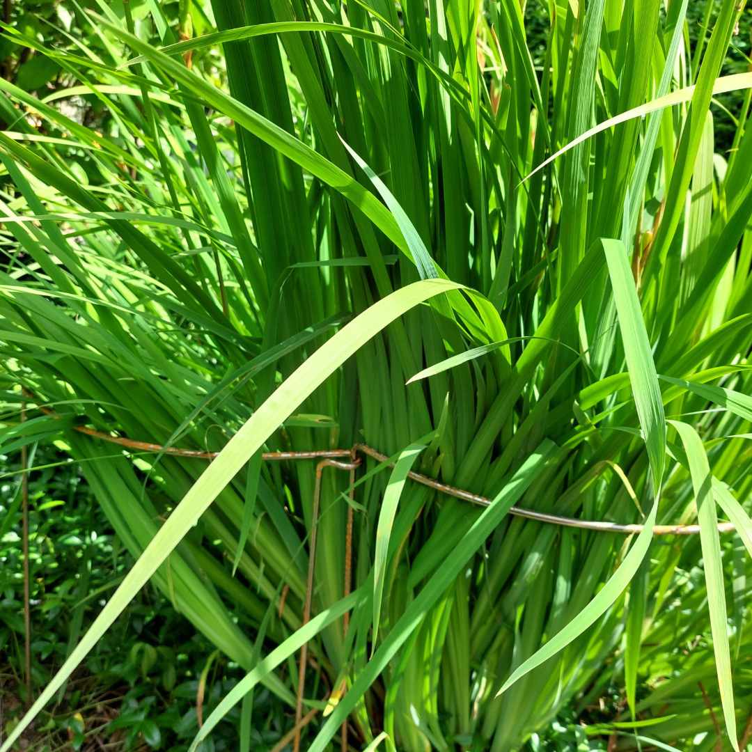 Koblingsbøjle stauder