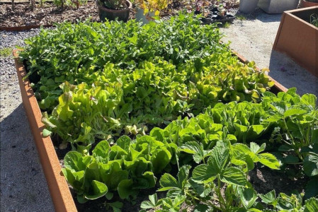 K_kkenhave_i_h_jbede_450x300_1